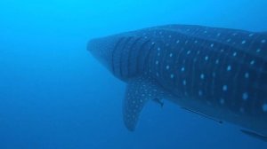 Китовая акула. Мальдивы.