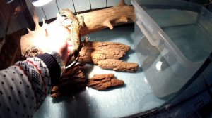 Еще один полосатый водяной варан (Varanus salvator)