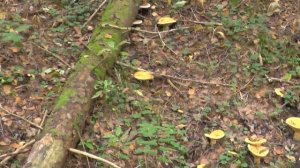 Жёлтые грузди в природе.