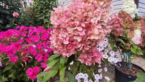 Гортензия Самарская Лидия и Меджикал Андес ???