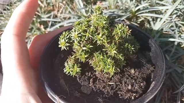 #обзор моих вечнозеленых многолетников🌿🌺#альпийскаягорка 25.02.2024