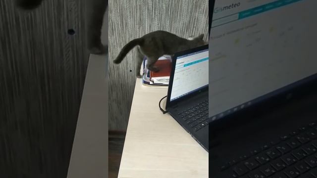 Кошачий дом #мышка #коржик #кузя смотреть онлайн