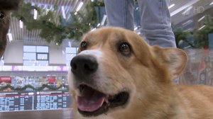 В Нижнем Новгороде живет единственный в России корги-полицейский