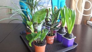 Карантин для растений. Профилактика болезней и вредителей комнатных цветов