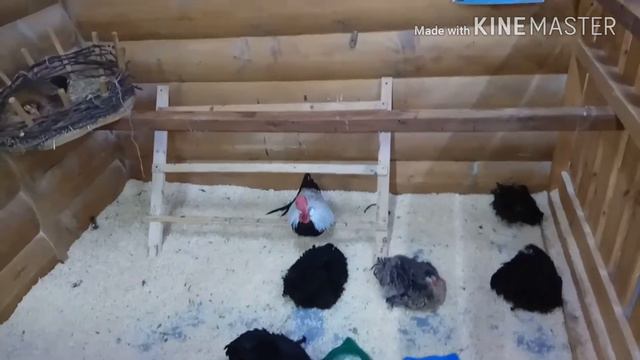 Куда сходить с ребенком. Трогательный зоопарк. смотреть онлайн