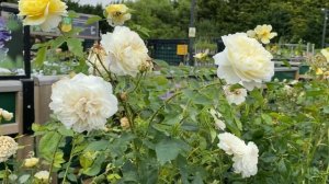 Английские Розы Дэвида Остина в горшках. Цветущие саженцы. Обзор. David Austin Roses London