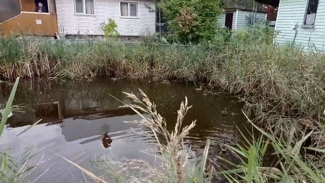 Дачный рыбак 5. Утки. Беседка. Детский домик своими руками. смотреть онлайн