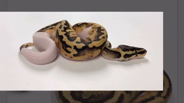 Top 10 Recessive￼ Ball Python Morphs (#9)￼