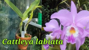 Cattleya labiata без точки роста!?!?