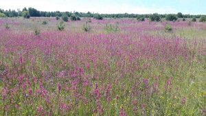 Первые летние медоносы.