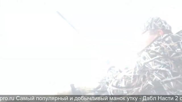 расстановка чучел гусей на болоте