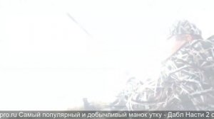 расстановка чучел гусей на болоте
