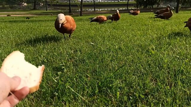 Огарь ест с рук. Парк Царицыно смотреть онлайн