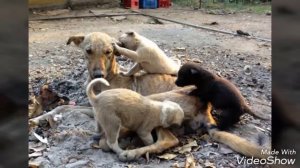 Животные просят нас о помощи
