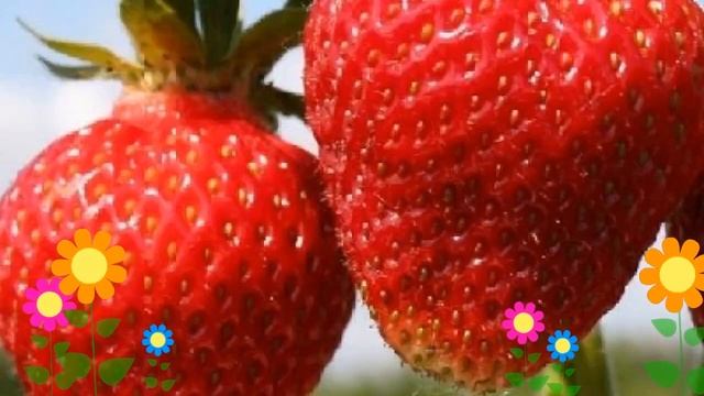 Земляника садовая Фестивальная ромашка. Краткий обзор, описание характеристик, где купить саженцы