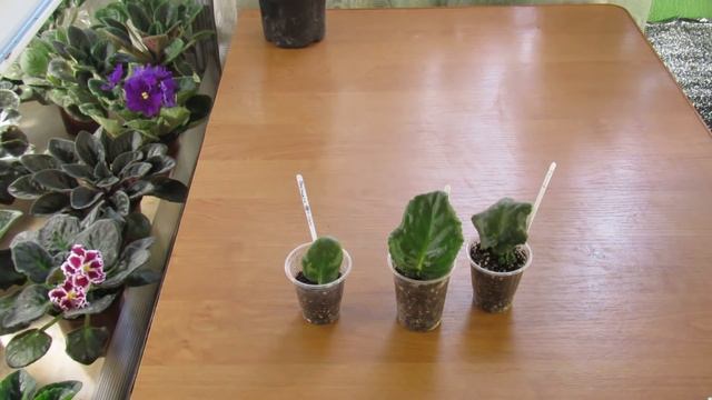 ОЧЕНЬ-ОЧЕНЬ БЫСТРОЕ ПОЯВЛЕНИЕ ДЕТОК ФИАЛКИ. ХИТРОСТЬ смотреть онлайн