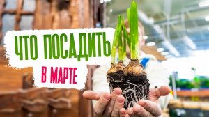 Что посадить в марте