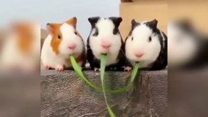 Видео 2021😻 🐱 Смешные животные Дикие животные😻
