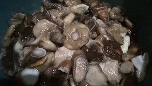 Маринованные боровики и другие лесные грибы, рецепт.