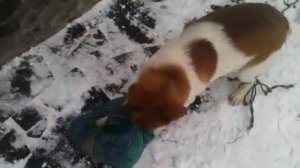 как Тузик грелку порвал сумку