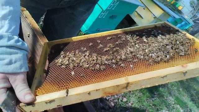 Состояние пчелосемей на 8 апреля 2023 года. смотреть онлайн