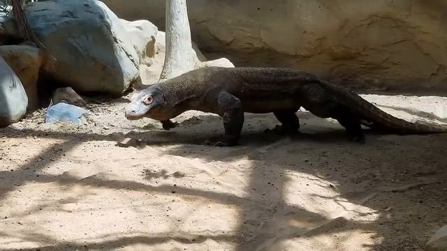 Animals Representing Countries,животные, представляющие страны