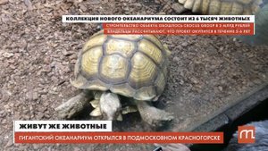 Новый океанариум за 3 млрд рублей открылся в Москве