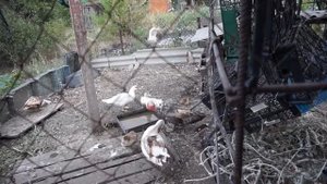 отсаживать селезня или нет когда вылупились утята? как лучше поступить с селезнем  не знаешь? смотр