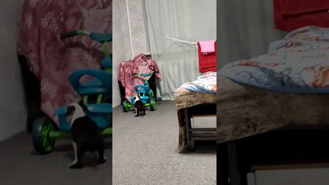 ЗЕВС АМСТАФФ 1 МЕСЯЦ #Амстаффзевс#1месяц смотреть онлайн