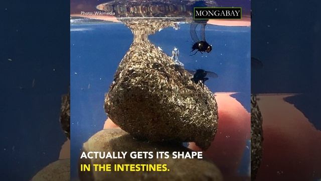 Mystery behind cubed wombat poop uncovered by scientists смотреть онлайн