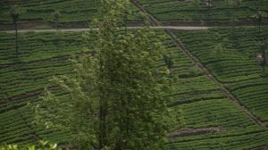 ЧАЙНЫЕ ПЛАНТАЦИИ ЛИПТОНА | Липтон Сит, Малый Пик Адама и водопады Шри-Ланки | ВЛОГ #15