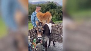 Смешно до слез №2