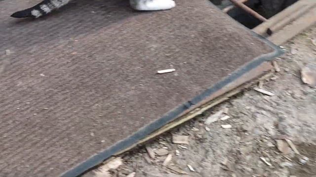 Серые полосатые коты - июль 2021 смотреть онлайн