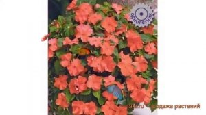 Бальзамин обыкновенный Салмон (salmon) ? бальзамин Салмон обзор: как сажать семена бальзамина Салмо