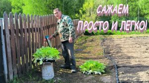 Высаживаем ТАБАК В ПОЛЕ. КАПЕЛЬНЫЙ ПОЛИВ опять выручает. Наша жизнь в деревне. mp4