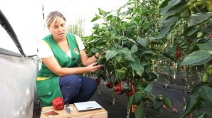 Перец Квадро ред (Народное тестирование 2019) - Обзор №18