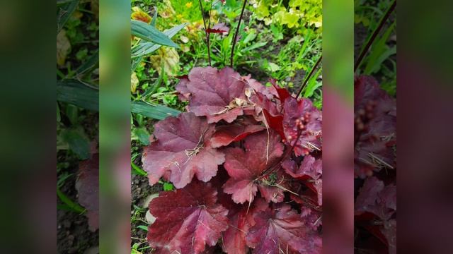 Неймовірна краса гейхер! смотреть онлайн