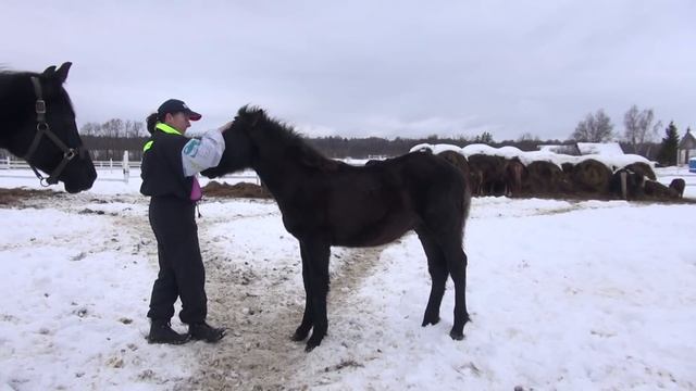 Занятия с жеребёнком "между делом". смотреть онлайн