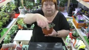 выращивание дихондры, формировка