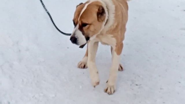 Эдильбаевские овцы 04.01.2022г. смотреть онлайн