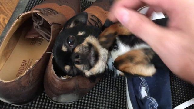 Любимые кеды Чихуахуа они лучше чем кость и кровать смотреть онлайн