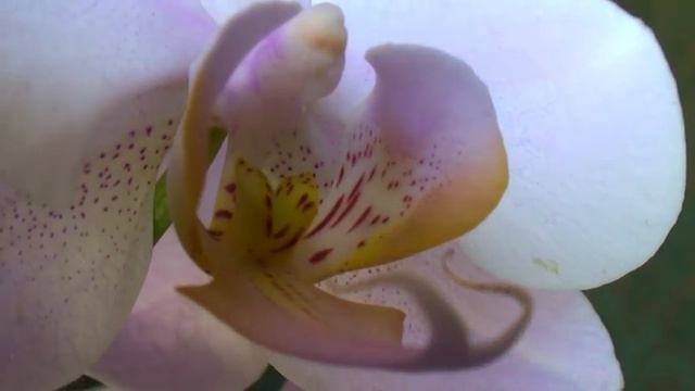 ОРХИДЕЯ Salinas (Phalaenopsis Salinas) c чертами испанской ГОАПА