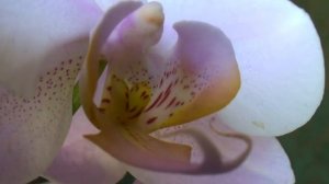 ОРХИДЕЯ Salinas (Phalaenopsis Salinas) c чертами испанской ГОАПА