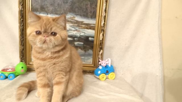 Экзотический короткошерстный котенок красного окраса в продаже смотреть онлайн