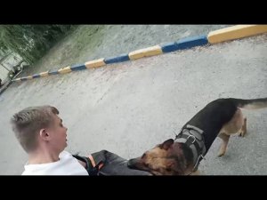 Как собака кусает, глазами человека