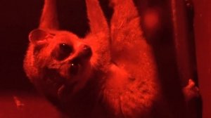 Лемур лори, животные Азии, толстый лори, малый лори