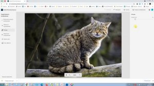Photoshop Express: online удаление фона, фильтры, ретушь, изменение размера фотографии