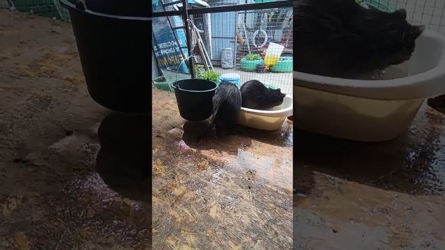 #ямыилюша #помощьбездомнымживотным #анапа #raccoon #море #енотики #животные #reels