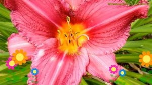 Лилейник розовый. Краткий обзор, описание характеристик, где купить рассада hemerocallis