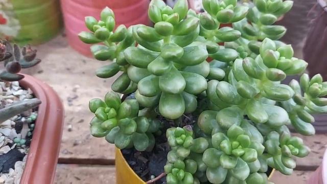 Ep.220- Suculentas de fácil cultivo, para os novos colecionadores( iniciantes) смотреть онлайн